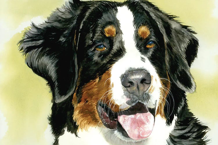 Diamond - Bernese Mt Dog