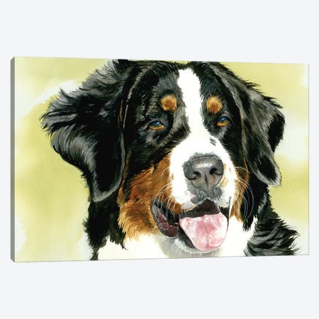 Diamond - Bernese Mt Dog Canvas Print #JDI367} by Judith Stein Art Print