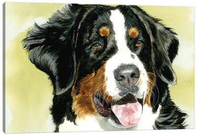 Diamond - Bernese Mt Dog Canvas Art Print - Bernese Mountain Dog Art