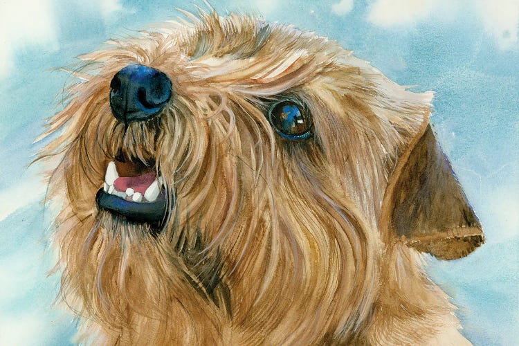 Different Folks - Norfolk Terrier