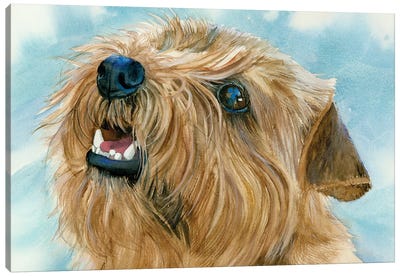 Different Folks - Norfolk Terrier Canvas Art Print - Judith Stein