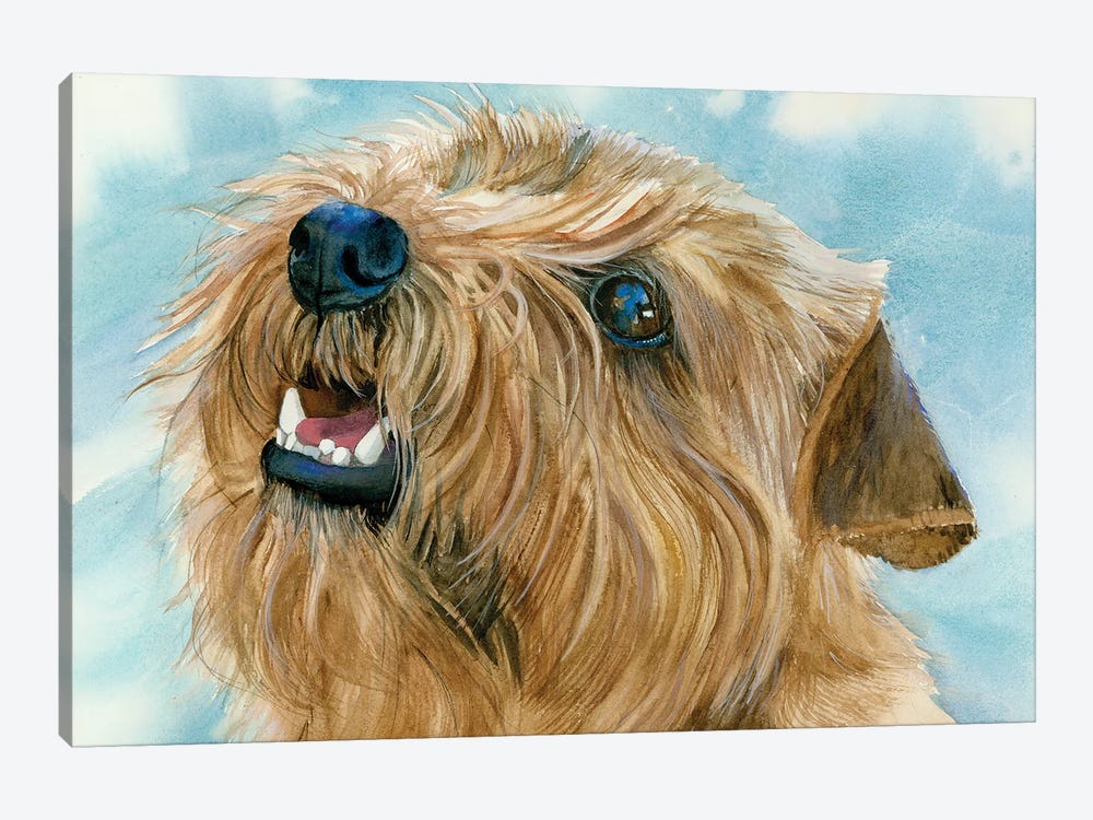 Different Folks - Norfolk Terrier by Judith Stein 1-piece Canvas Artwork