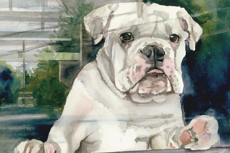 Doggie In The Window - Bulldog