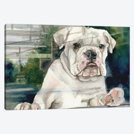 Doggie In The Window - Bulldog Canvas Print #JDI369} by Judith Stein Canvas Wall Art