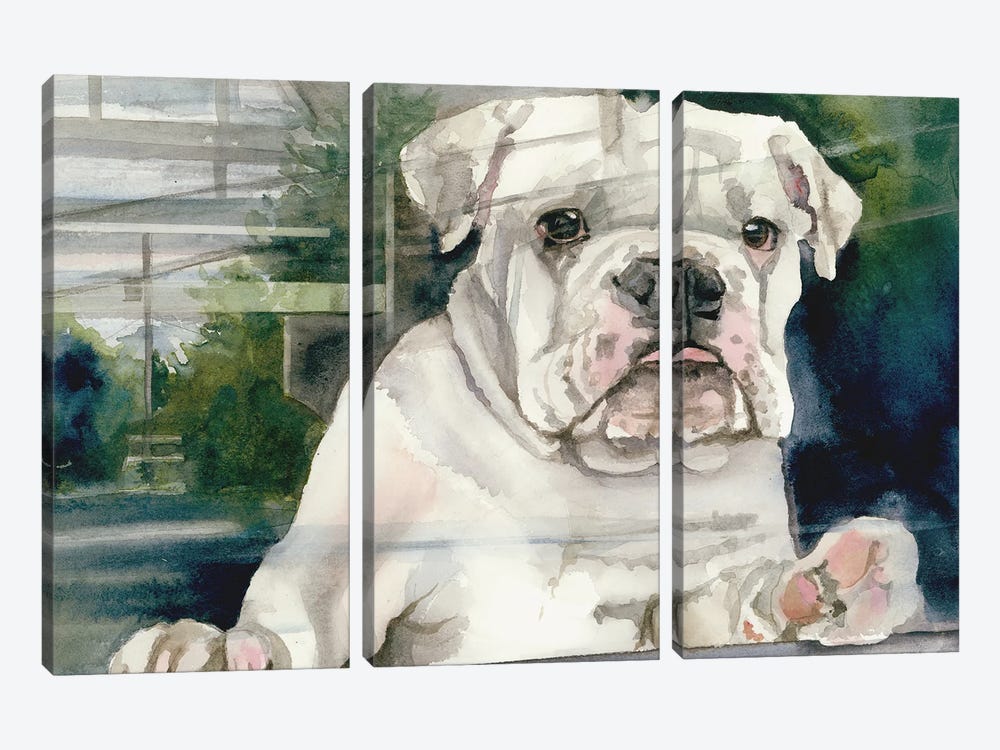 Doggie In The Window - Bulldog by Judith Stein 3-piece Canvas Print