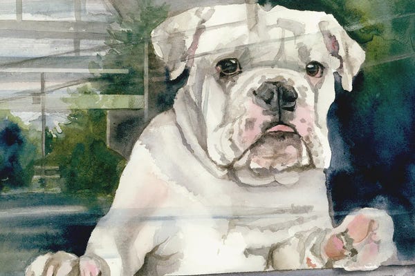 Bulldogs: Doggie In The Window - Bulldog by Judith Stein