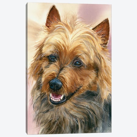 Down Under - Australian Terrier Canvas Print #JDI371} by Judith Stein Canvas Print