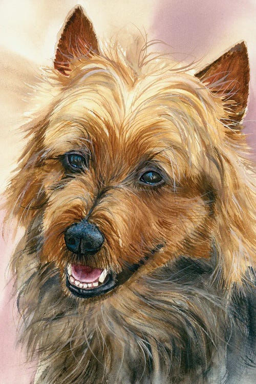 Down Under - Australian Terrier