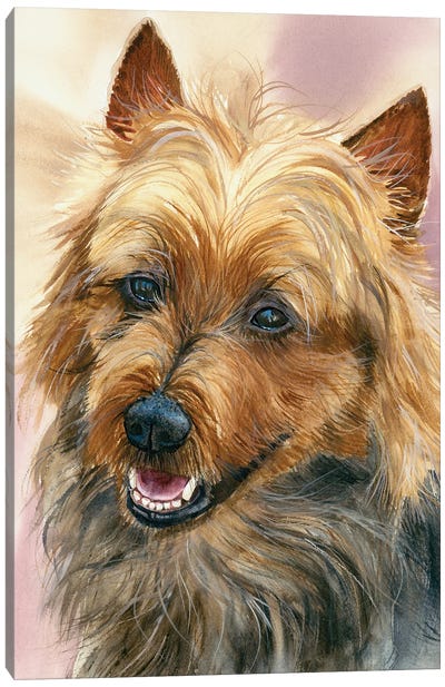 Down Under - Australian Terrier Canvas Art Print - Judith Stein