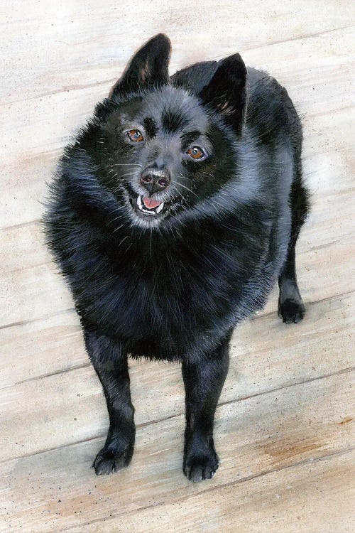 Dusty - Schipperke