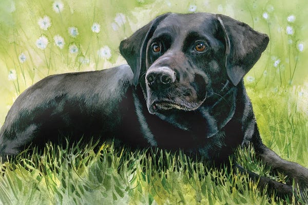 Labrador Retrievers: Fox - Labrador Retriever by Judith Stein