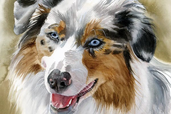 Australian Shepherds: Ghost Eye Dog - Australian Shepherd by Judith Stein