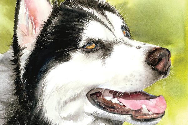 Siberian Huskies: Gold Rush - Siberian Husky by Judith Stein