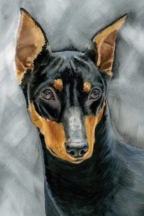 Gp - German Pinscher