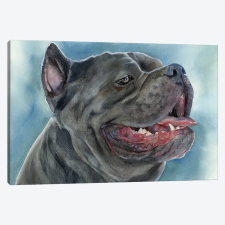 Guard Of The Courtyard - Cane Corso Canvas Print #JDI382} by Judith Stein Canvas Artwork