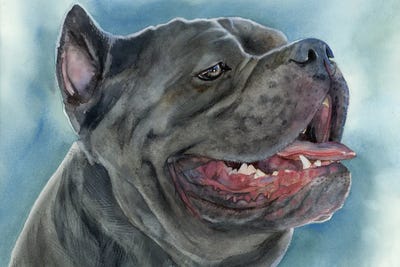 Cane Corsos