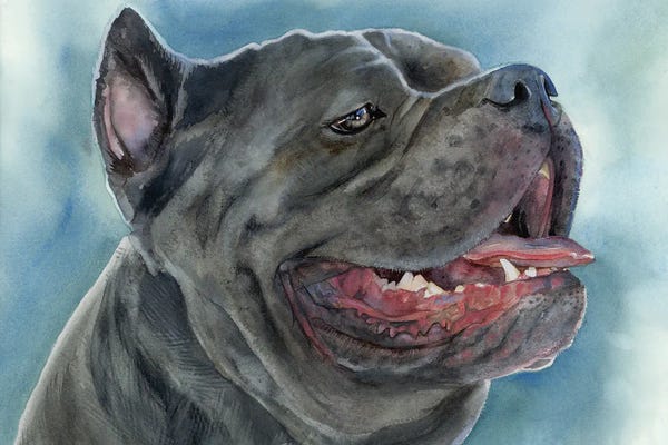 Cane Corsos