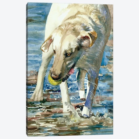 Having A Ball - Labrador Retriever Canvas Print #JDI383} by Judith Stein Canvas Artwork
