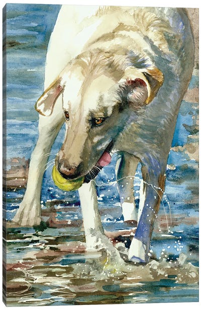 Having A Ball - Labrador Retriever Canvas Art Print - Judith Stein