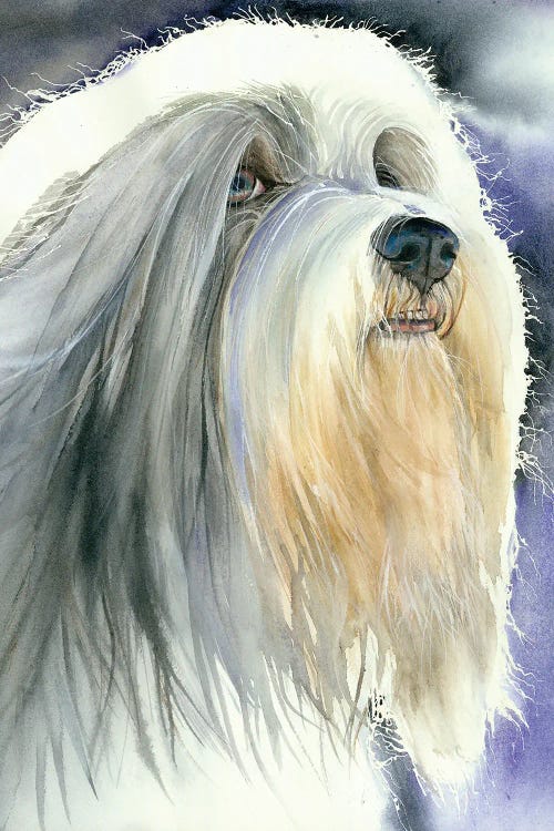 Holy Dog Of Tibet - Tibetan Terrier