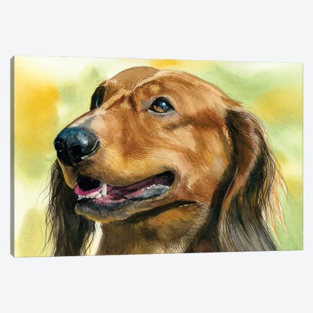 Little Hot Dog - Long Haired Dachshund Canvas Print #JDI387} by Judith Stein Art Print