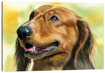 Little Hot Dog - Long Haired Dachshund Canvas Art Print - Judith Stein