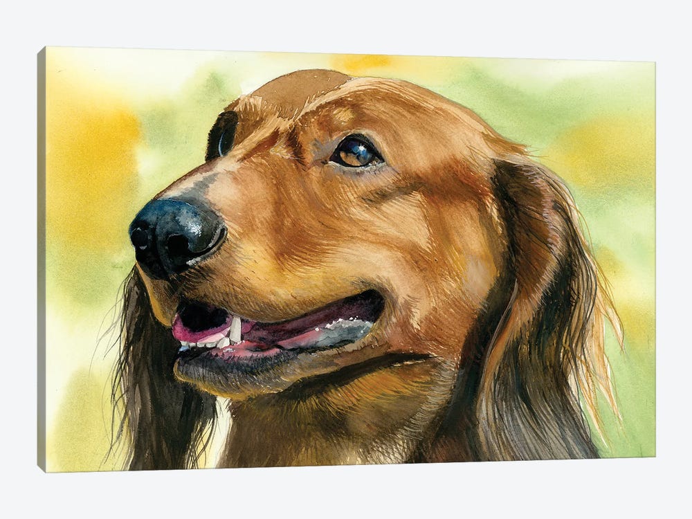 Little Hot Dog - Long Haired Dachshund by Judith Stein 1-piece Canvas Print
