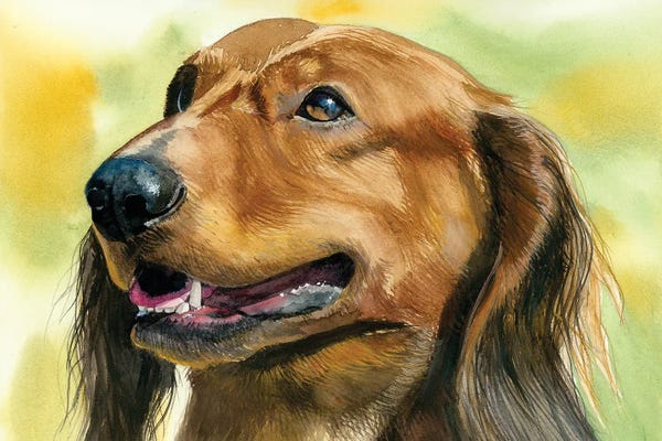 Dachshunds: Little Hot Dog - Long Haired Dachshund by Judith Stein