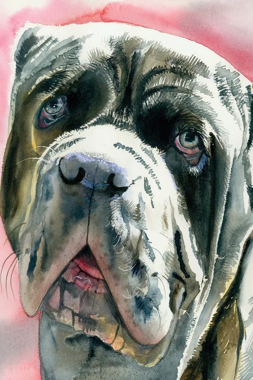 Neo - Neopolitan Mastiff