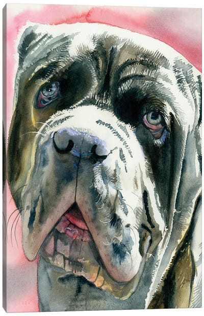Neo - Neopolitan Mastiff Canvas Art Print - Judith Stein