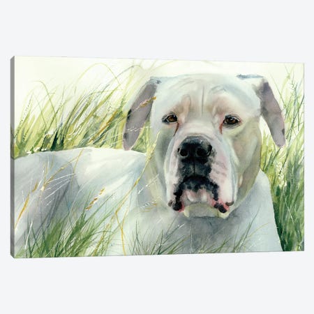 On The Look Out - American Bulldog Canvas Print #JDI390} by Judith Stein Canvas Print