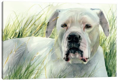 On The Look Out - American Bulldog Canvas Art Print - Bulldog Art