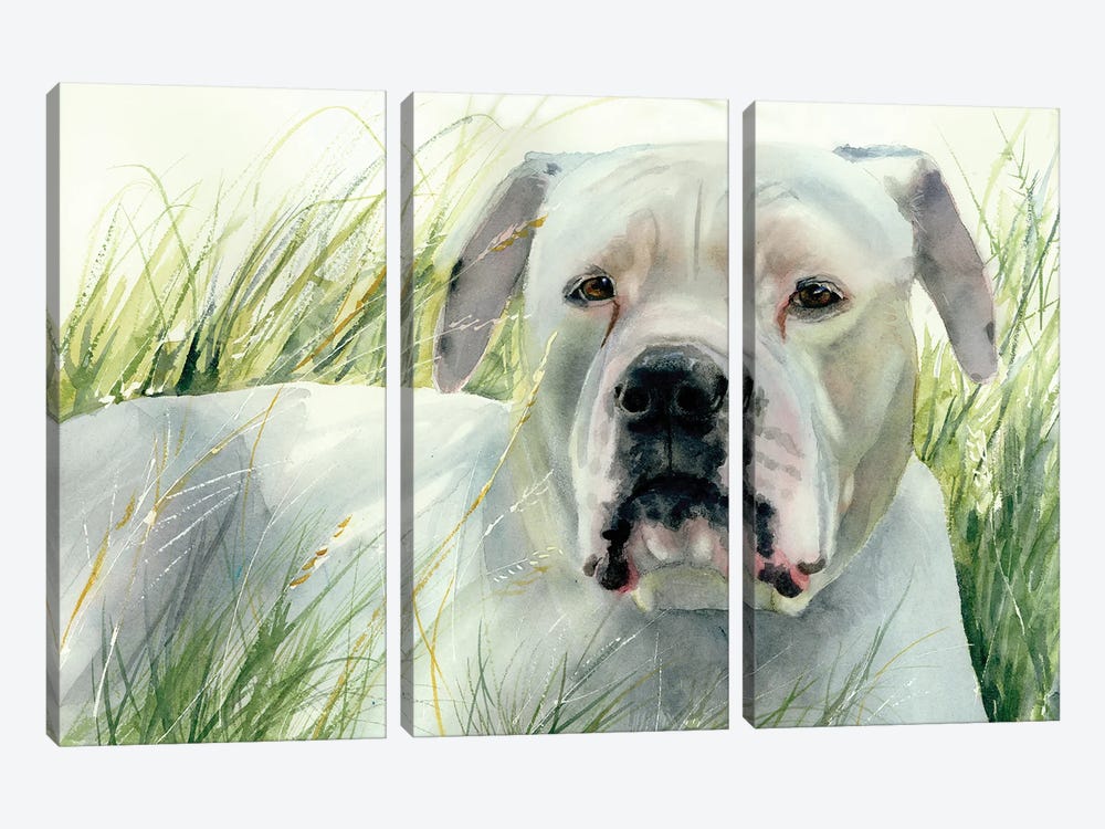 On The Look Out - American Bulldog by Judith Stein 3-piece Canvas Art Print