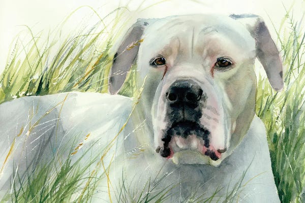 Bulldogs: On The Look Out - American Bulldog by Judith Stein