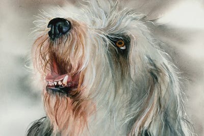 Petit Basset Griffon Vendeens