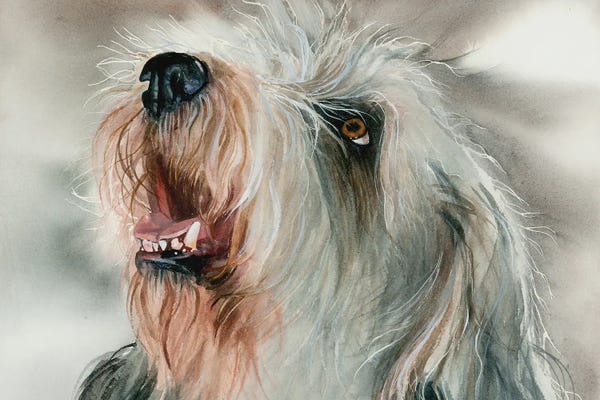 Petit Basset Griffon Vendeens