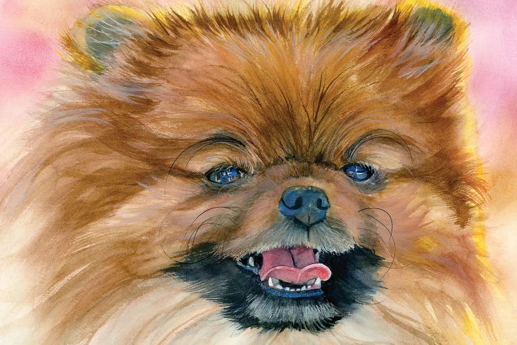 Pom Pom - Pomeranian