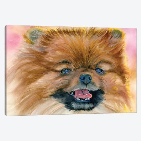 Pom Pom - Pomeranian Canvas Print #JDI395} by Judith Stein Canvas Artwork
