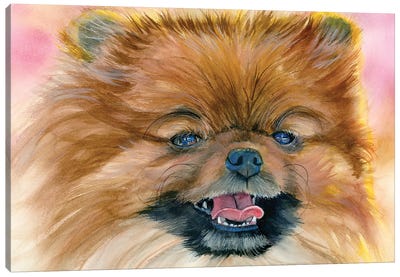 Pom Pom - Pomeranian Canvas Art Print - Judith Stein