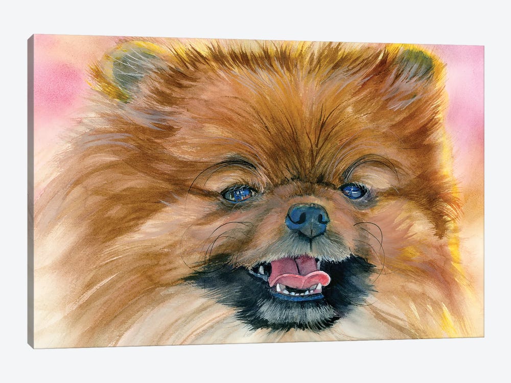 Pom Pom - Pomeranian by Judith Stein 1-piece Canvas Artwork