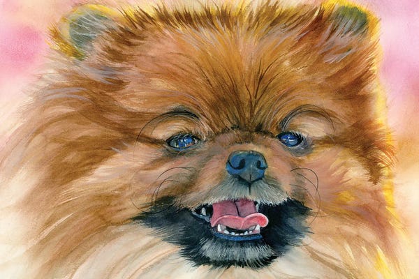 Pomeranians: Pom Pom - Pomeranian by Judith Stein