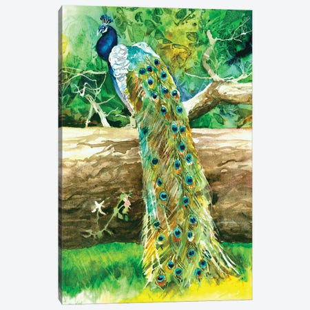 Proud Peacock Canvas Print #JDI396} by Judith Stein Canvas Artwork
