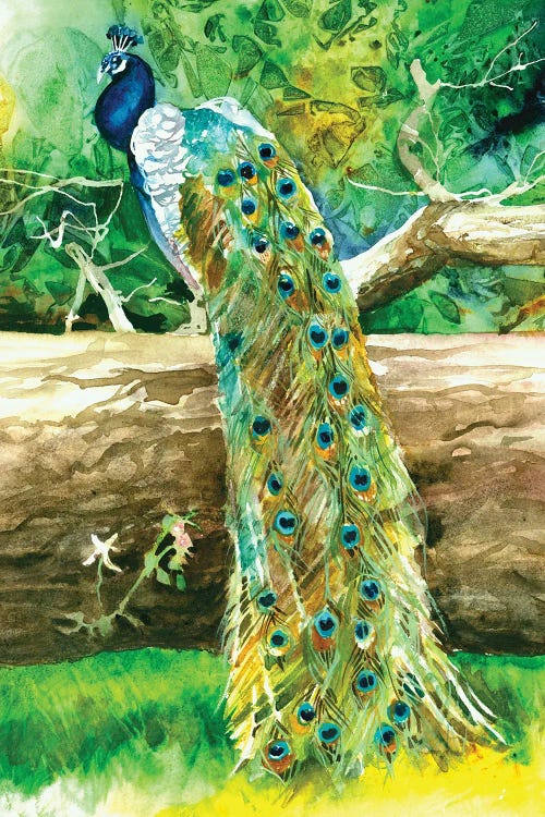 Proud Peacock