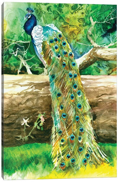 Proud Peacock Canvas Art Print - Judith Stein
