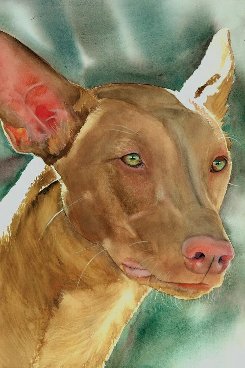 Rabbit Hound - Pharaoh Hound