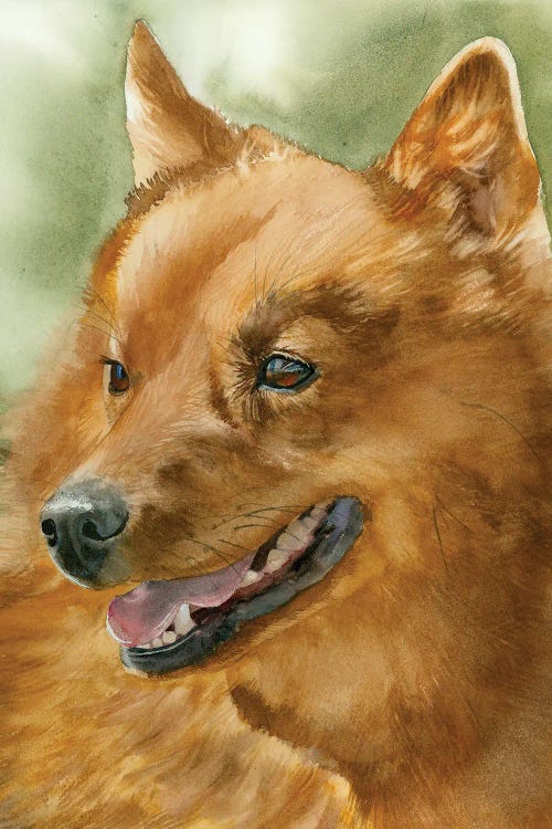 Red Dog - Finnish Spitz