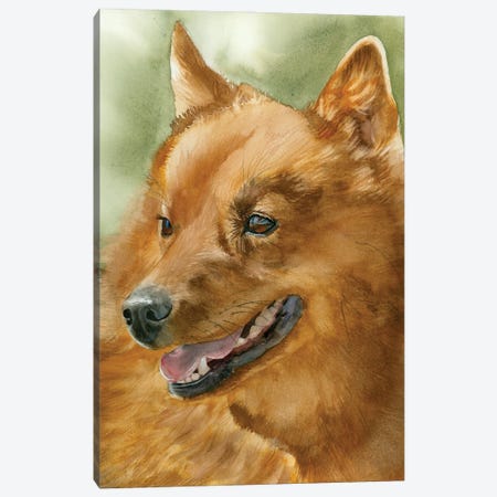 Red Dog - Finnish Spitz Canvas Print #JDI398} by Judith Stein Art Print