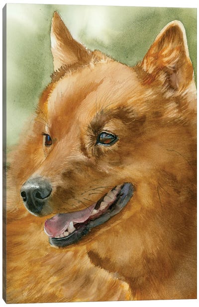 Red Dog - Finnish Spitz Canvas Art Print - Judith Stein