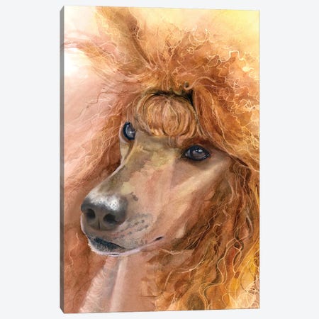 Red Poodle - Standard Poodle Canvas Print #JDI399} by Judith Stein Canvas Print