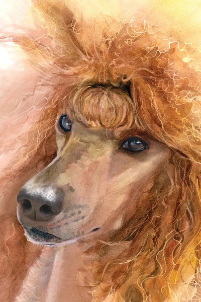 Poodles: Red Poodle - Standard Poodle by Judith Stein
